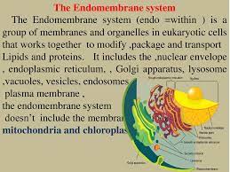 Do plant cells have endomembrane system. The Endomembrane System Ppt Download