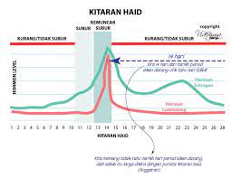 Kitaran haid yang normal biasanya berlangsung selama 28 hari.ada wanita juga yang mempunyai kitaran haid yang sangat pendek selama 21 hari sahaja memahami kitaran haid wanita. Kitaran Haid Wanita Memahami Prosesnya Dan Cara Mengira Waktu Subur