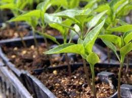Hai sahabat kali ini suksespedia akan membahas tentang cara menanam cabe dalam polybag paling mudah. 7 Langkah Cara Menanam Cabe Rawit Hingga Panen