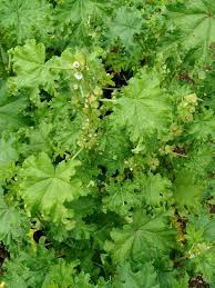 Image result for Malva verticillata