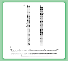 Then, do the same for each mutated dna sequence. Protein Dna Interaction An Overview Sciencedirect Topics