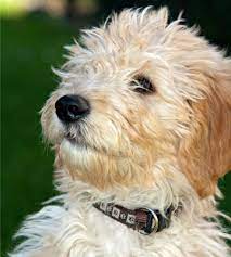 Welche haustiere für allergiker geeignet sind. Allergikerhunde Hunde Fur Allergiker Ohne Hundehaarallergene