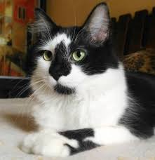 Black And White Kitty Names 80 Famous Black And White Cat Names White And Black Cat Girl Cat Names Cat Names