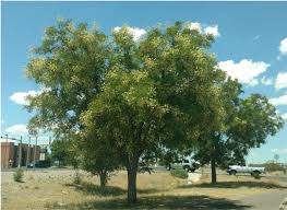 Image result for Styphnolobium