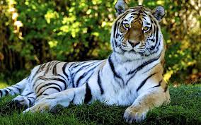 Animated Desktop Backgrounds Gif Wallpaper Animal Wallpaper Animals Tiger Wallpaper