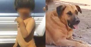 Dog Found Breastfeeding A Starving Abandoned Child The Dodo
