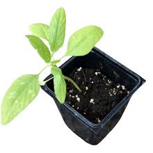 Image result for Chlorophytum perfoliatum