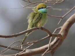 Abohar Wildlife Sanctuary In Punjab India Wildlife Sanctuary Animal Sanctuary Wildlife