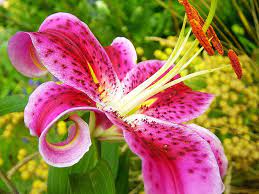 Buchen sie ihre nächste ferien online! Can T Wait To Have Our Own Home Garden In Atlanta Stargazer Lily Most Beautiful Flowers Types Of Flowers Different Types Of Flowers