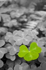 Black And White Photos With Color Pop Spottheclovermacro Color Splash Photo Color Splash Photography Splash Photography