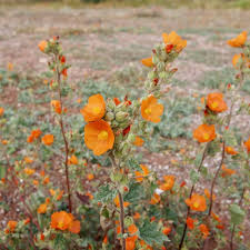 Image result for Sphaeranthus gazaensis