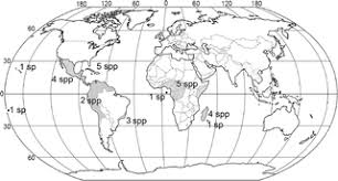 Image result for Lellingeria oosora