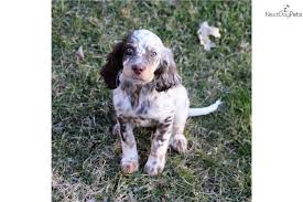 It is believed that today's irish setters are direct descendants from crossing irish water spaniels, pointers, gordon setters, and other spaniels. English Setters For Sale Petfinder