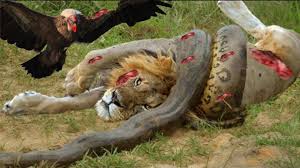 Play best animal simulator games and forget lion vs tiger fighting games. Lion Vs Giant Anaconda Snake Real Fight Hoax Or Not Youtube
