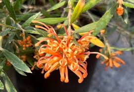 Image result for Grevea