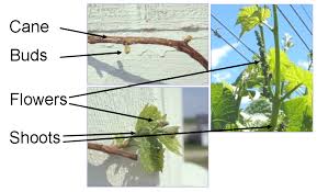 An air temperature of 10 °c (50 °f) has traditionally been used as the base temperature for grapevines, as it is the temperature threshold below which grapevines will not grow. Growing Grapes In Maine Cooperative Extension At Highmoor Farm University Of Maine Cooperative Extension