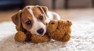 But they can also reflect this wonderful breed's cute nature and adorable face. Small Dog Names Adorable Ideas For Naming Your Little Puppy