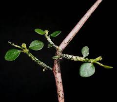 Image result for Euphorbia guerichiana