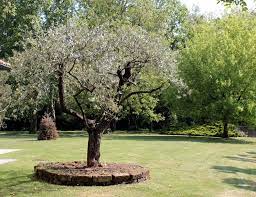 Maybe you would like to learn more about one of these? Gartengestaltung Mit Baumen Schone Ideen Und Tipps