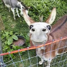Ekaterina Suhodolova On Twitter Funny Animals Animals Funny Animal Pictures