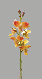 Image result for Eulophia tuberculata