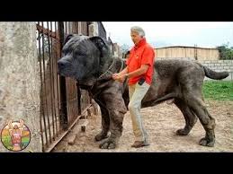 Ces 10 chiens sont les plus grands du monde et ils sont tres impressionnants video videos wamiz. Les 10 Plus Grandes Races De Chiens Au Monde Lama Fache Youtube