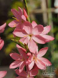 Image result for Hesperantha