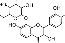 Image result for Lecaniodiscus