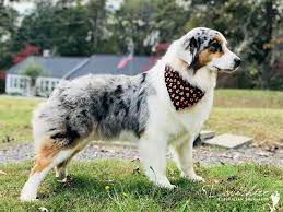 They can be wonderful family companions if their intelligence and energy are channeled into dog sports or activities. Davishire Australian Shepherds Australian Shepherds For Sale In Nc