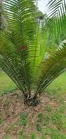 Image result for Encephalartos chimanimaniensis