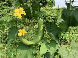 Image result for Luffa