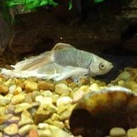 Fili S Eye Pop Eye From Possible Injury Popeye Fish Pet Injury