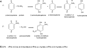 A P Benzoquinone Conjugation Reaction Scheme Adapted From Mechanism Download Scientific Diagram