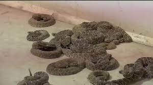 Image result for Warneckea walikalensis