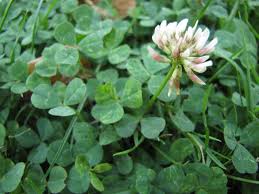Can you eat clover flowers uk. White Clover Trifolium Repens Feedipedia