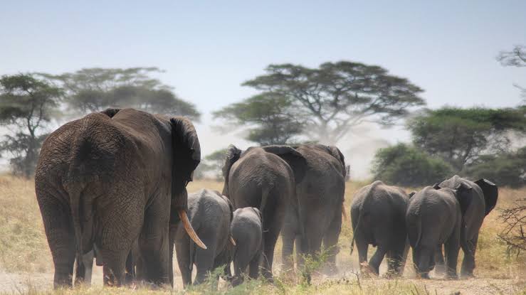 Dawson safari guest experience