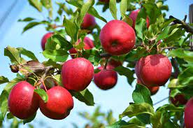 Stayman Winesap Apple Tree Ison S Nursery Vineyard Apple Plant Organic Fruit Trees Apple Tree From Seed