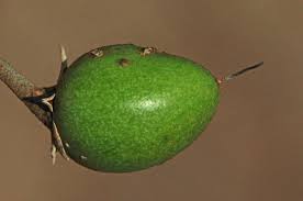 Image result for Mimusops obovata