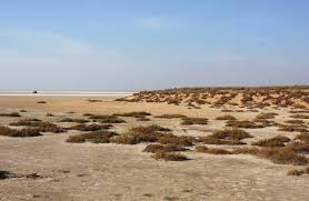 Image result for Centemopsis longipedunculata