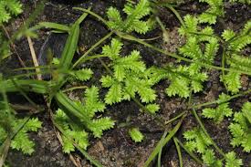 Image result for Selaginella mittenii