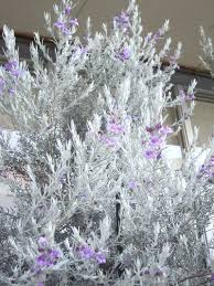 エレモフィラ ニベア続々開花中 植樹 庭 デザイン シンプル 開花低木