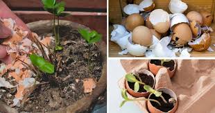 This concern is then transferred to their compost and garden if they add egg shells to their compost. Using Eggshells In The Garden 5 Ways They Ll Help You Grow Food