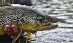 Trout fishing beavers bend and our favorite section zone iii. Borgundselva Fly Fishing Zone Fishspot