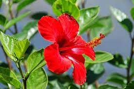 Warna bunganya sangat beragam, seperti kuning, merah. Menggambar Bunga Sepatu