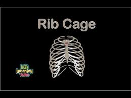 A complete lung collapse is called pneumothorax. Kids Learning Tube The Rib Cage Song Lyrics
