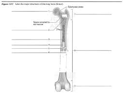 Online quiz to learn long bone labeling. Physiology Muscles Bones Skin Figure 12 2 Label The Features Associated With The Microscopic Structure Of Bone Bone Extracellular Trabeculae 5 Compact Bone Diaphysis Epiphysis Pdf Document