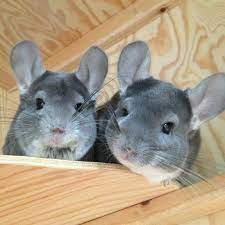 Chinchilla Chinchilla Cute Chinchilla Pet Chinchilla Funny