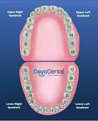 can you count your teeth using just your tongue quora