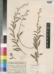 Image result for Clutia swynnertonii