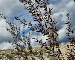 Image result for Leptospermum petersonii